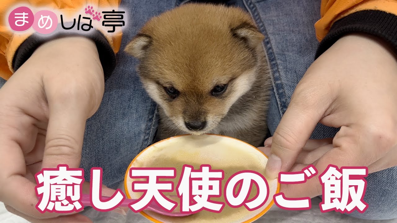 YouTubeかわいい豆柴子犬 天使のお食事まめしば亭ブログvlogをアップしました 豆柴犬専門ブリーダーまめしば亭