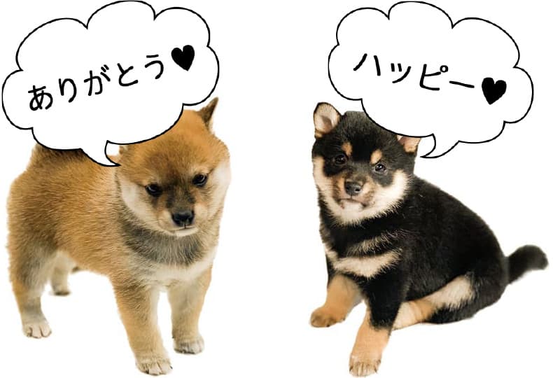 「ありがとう♥」「ハッピー♥」のセリフを入れた2匹の豆柴犬の写真