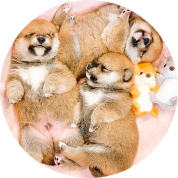 お昼寝中の3匹の豆柴犬