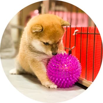 おもちゃのボールと遊ぶ豆柴犬