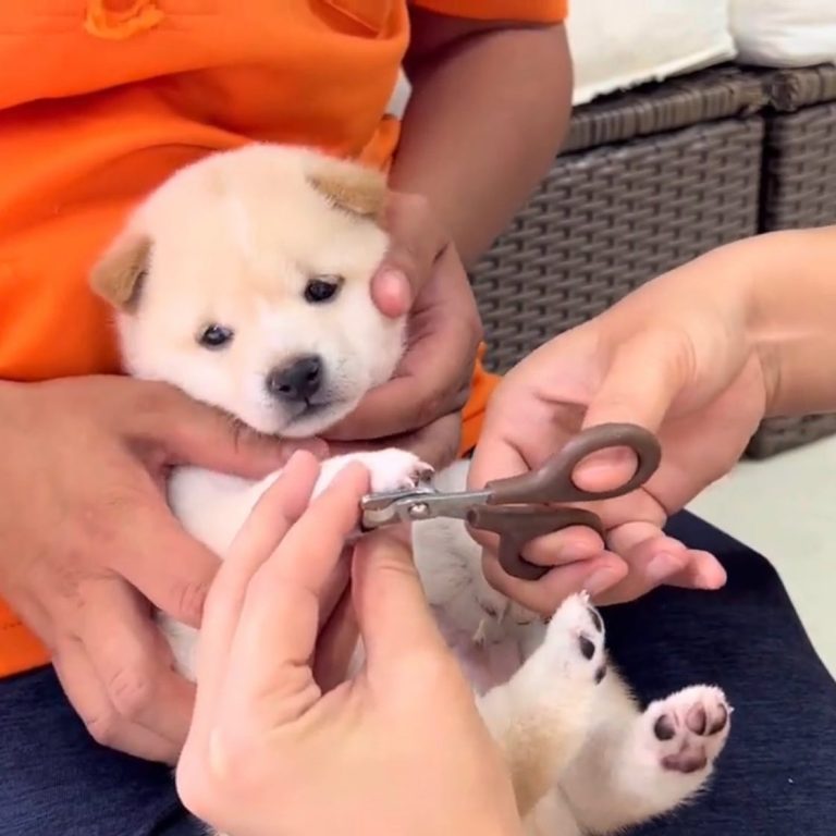 豆柴犬（赤ちゃん）の爪切り