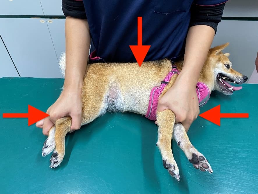 爪切り時の犬の保定方法