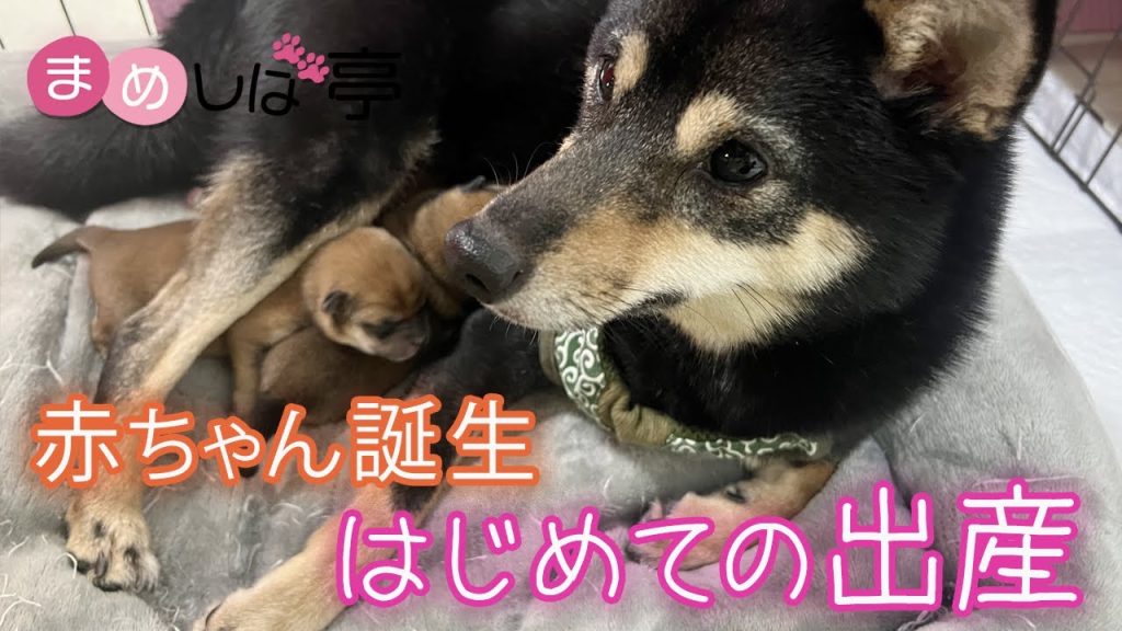 柴犬 初めて の シャンプー 販売