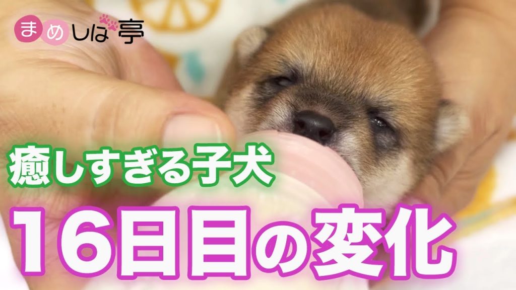 豆柴 豆柴福ちゃん富くん on X: 
