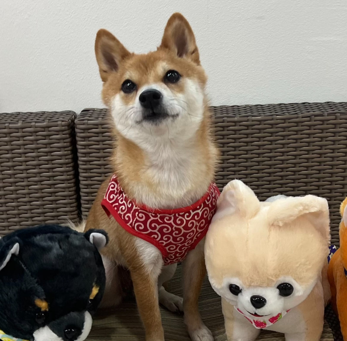 リン　29cm