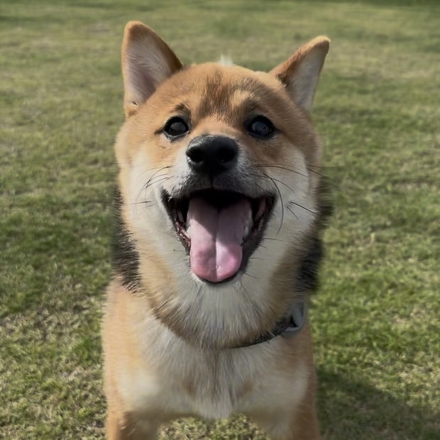 ごまお