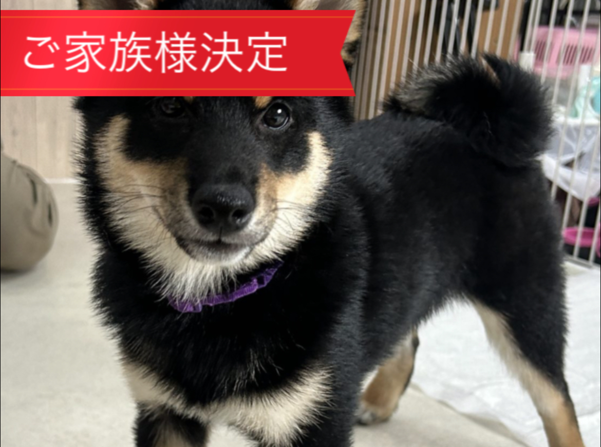 ご購入をお考えの方へ – 豆柴犬専門ブリーダー『まめしば亭』