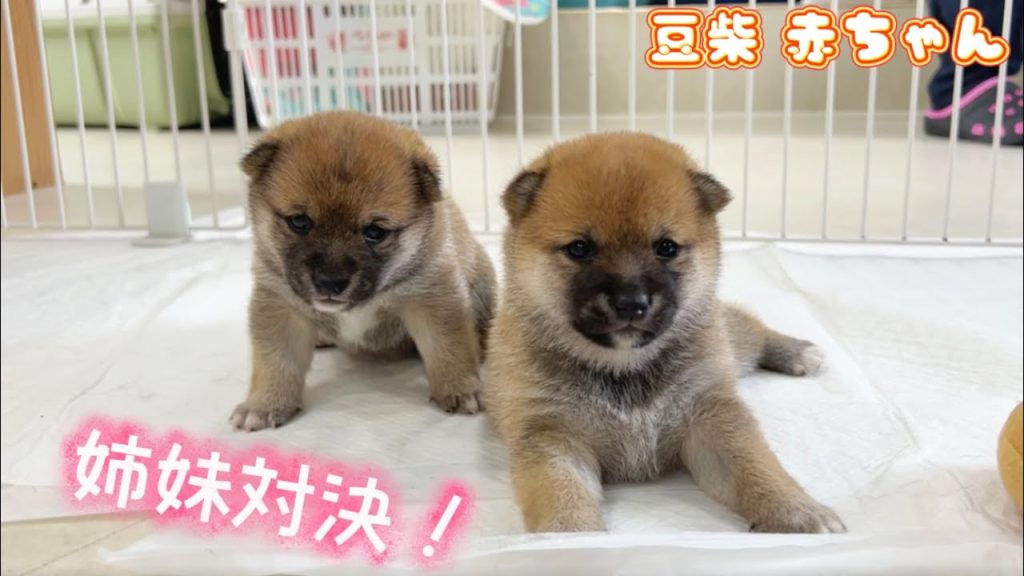 豆柴ちゃん様　取り寄せ専用　4月31日まで 茨城県の豆柴｜女の子・2024/04/18生まれ・赤色（子犬ID：315927
