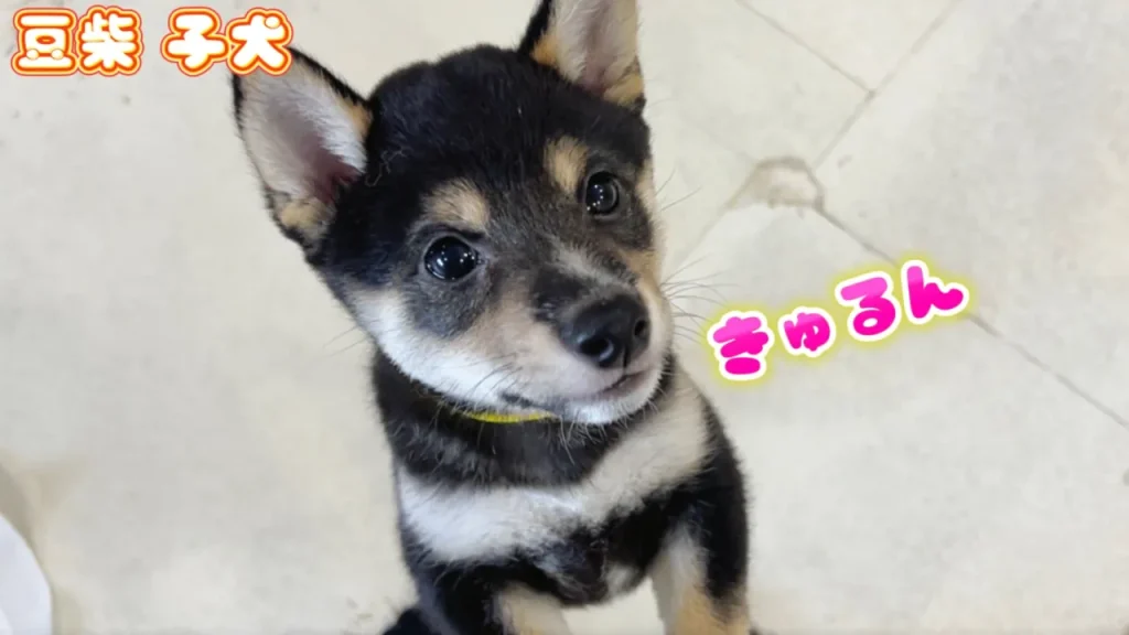 まめさん専用ページ 免許証げっと 先越されたよ😂 番号は 1111 0626 🐶🐶🐶🐶 🎂です