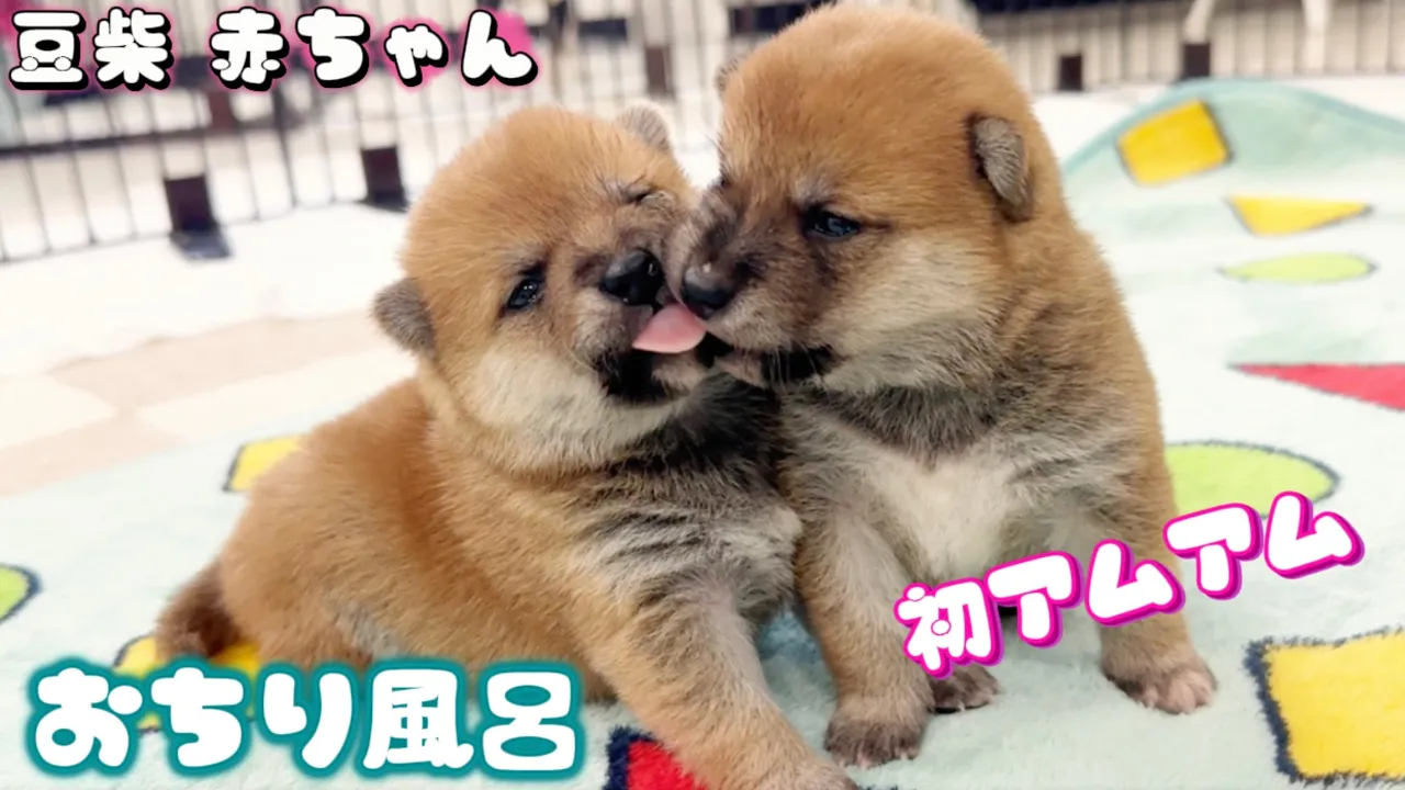 豆柴犬専門ブリーダー『まめしば亭』 – 鹿児島県伊佐市